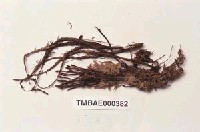 藏品(土馬騣)的圖片